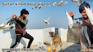 कुत्ता कबूतर पकड़ कर ले गया 🥺 !! Dog catched pigeon & run 🐕 !! कैसे बचा कर लाऊंगा