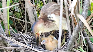 Mother Bird Feeding Baby | Baby Get Delicious Food From Their Mother