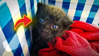 A Woman Found This Furball Crying In Her Backyard – But He Grew Into A Mighty Panther Cat