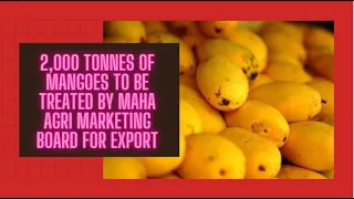 Maharashtra  Agricultural Board plans to treat almost 2,000 tonnes of mangoes | Mangoes | Export