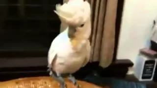 Parrot Dancing Gangnam Style