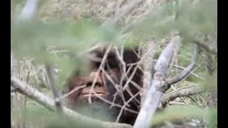 Bigfoot tree peeking amazing real evidence at last