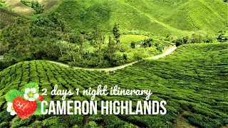 Cameron Highlands Malaysia | 5 Things To Do in 2 Days and 1 Night