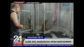 24 Oras: Ilang aso, nagdarasal muna bago kumain