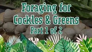 Foraging For Cockles & Greens | Part 1 of a Char Catch n Cook until Disaster Strikes!!!!