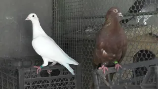 Два направления белых спортивнх голубей .