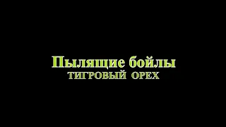 Пылики тигровый  орех.