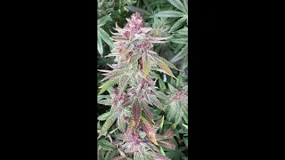 Tropicanna Punch BX1 - Oni Seed | Growing Premium Cannabis