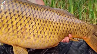 25kg + Big carp fishing