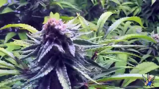Day 42 Flower #BIGDANSTECH Production Cannabis Grow - Big Dans Genetix
