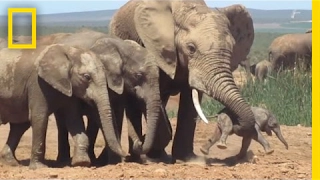 Shocking Footage of Baby Elephant Tossed Around by Adult, Explained | National Geographic