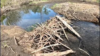 “BEAVERS LITTLE MISTAKE” Beaver Dam Removal In The Suburbs