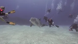 Wild dolphin incredibly decides to swim with scuba divers