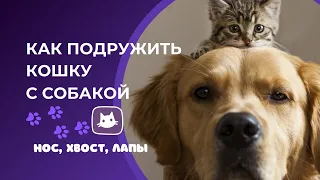 😸🐶Как подружить кошку с собакой | kotovideo 🎬