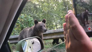 Gumbalkan Skoropodzimní edice Směska team část 2.