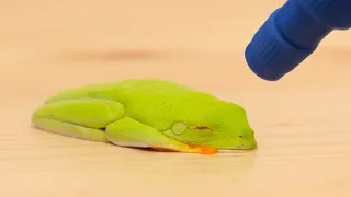 乾いたカエルに水をかけるとこうなる Instant frog - just add water!