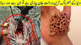 Most Dangerous Trees You Should Never Touch غلطی سے بھی ان درختوں کو نہ چھولینا