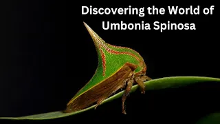 Discovering the World of Umbonia Spinosa