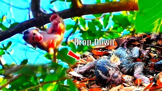 After-birth-hardly, The-newborn baby monkey just-born-was-dropped-down-from-20M-of-high-tree-by-Mom