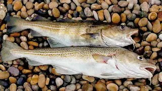 УДАЧНАЯ МОРСКАЯ РЫБАЛКА. БАРЕНЦЕВО МОРЕ."FISHING IN THE BARENTS SEA. NEW SEASON."