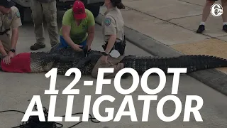 Dad rescues 4-year-old daughter from 12-foot alligator