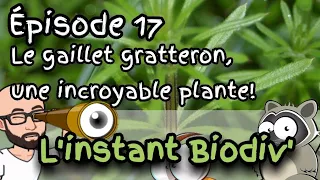 Ep17 le gaillet gratteron, une incroyable plante!