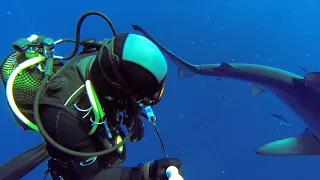 Blue Water Diving with Sharks in Pico