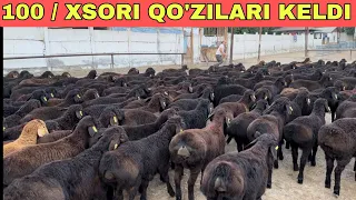 100$ DAN QO'ZILAR CHOPON AKANI QO'ZILARI