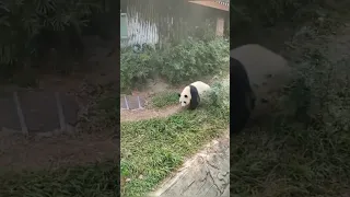 Hello I am the Panda, I love the mess..... #shorts #viral #fun #funnypanda #panda