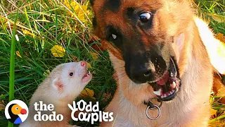 Watch This Dog And Ferret Become Best Friends | The Dodo Odd Couples