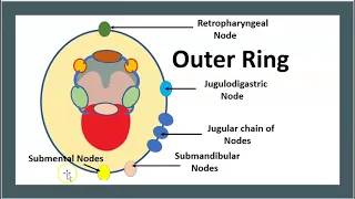 Waldeyer's ring Tonsils Lingual Tubal Adenoid Palatine Tonsils anatomy USMLE NCLEX MCAT 3 mn