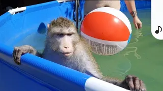 Жара. Макака Федор и капуцин Ульяна купаются/летние развлечения для обезьян