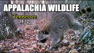 Appalachia Wildlife Video 24-12 of As The Ridge Turns in the Foothills of the Smoky Mountains