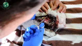 First Aid for Cats with Severe Head Injuries and Wound Infection - Animal Rescue | Rescue Stories