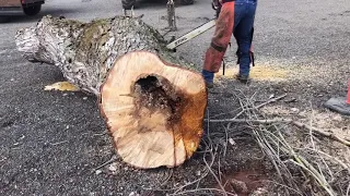 Water gushing out, when cut, from rot area up in maple tree