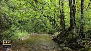 4K  Sounds heard in the countryside / Birds chirping, the sound of flowing water