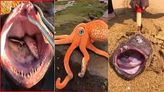 Catching Seafood 🦀🐙 Deep Sea Octopus (Catch Crab, Catch Fish) - Tik Tok #118