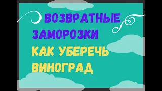 Возвратные заморозки . Как уберечь виноград ?