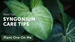 Ultimate SYNGONIUM (Arrowhead Vine) CARE Guide — Ep. 208