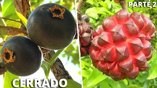 10 Most AMAZING and CURIOSIOUS Brazilian Fruits Native to CERRADO (Part 2)