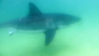 Pregnant great white shark been chased by seals from seal colony