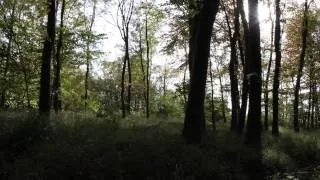 The Lavenham Walk - beautiful autumnal walk along disused railway in rural Suffolk