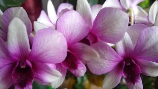 Как добиться домашнего цветения орхидеи Дендрофаленопсис. Какие условия нужно создать...