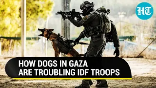 'They Roar, Snarl At IDF': Gaza Dogs Trouble Israeli Soldiers & Civilians | Watch