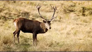 Die Hirschbrunft – Spurensuche im SalzburgerLand