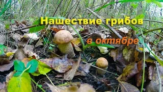 Нашествие грибов в октябре