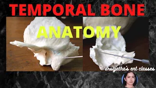 144.Temporal Bone Anatomy #anatomylectures #temporal #medicalstudent