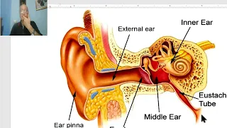Introduction to anatomy for paramedical students (Ear ) ,  by Dr, Wahdan