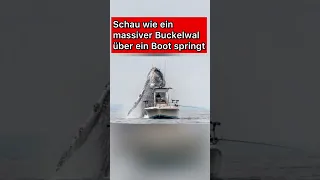 Massiver Buckelwal springt über ein Boot: Bilder die man nur 1 x im Leben sieht #shorts #buckelwal