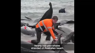 Nearly 100 pilot whales stranded on Australian beach #shorts